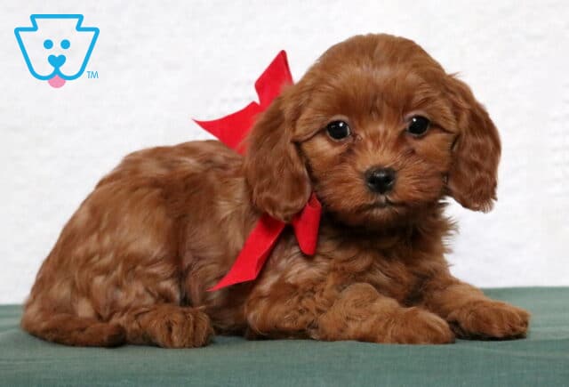 Passion Cavapoo2 image