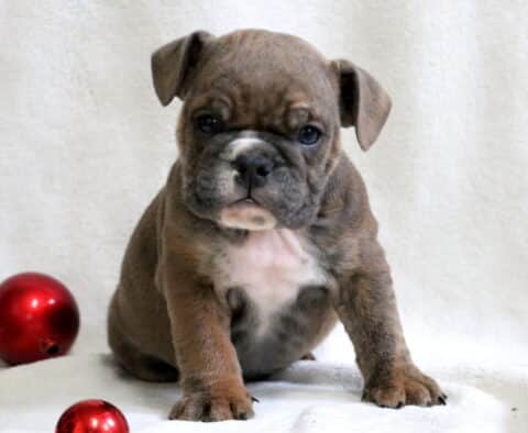 Patch English Bulldog