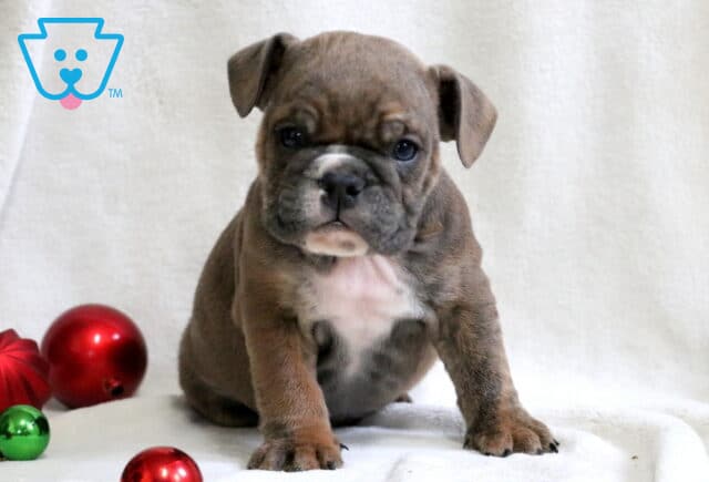 Patch English Bulldog image