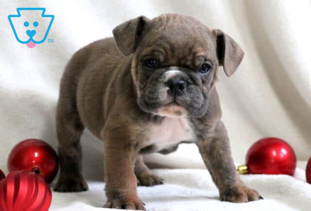 Patch English Bulldog2 image