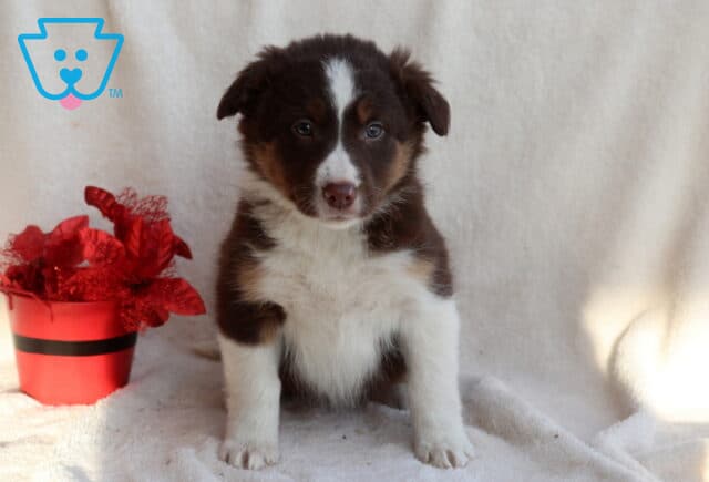 Border Collie mix puppy with a chocolate brown and white coat sitting on a white blanket, facing forward with bright eyes, next to a red decorative flower pot. image