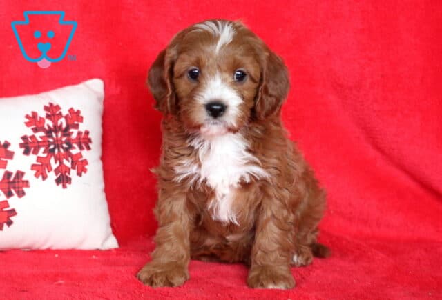 Paws Cavapoo image