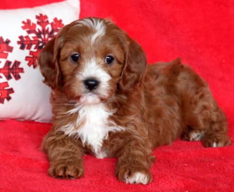 Paws Cavapoo2