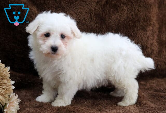 Fluffy white Bichon Frise puppy standing on a soft brown blanket, featuring a curly coat, dark expressive eyes, and a small black nose, photographed indoors with a neutral-toned decorative flower beside the puppy. image