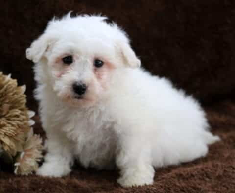 Fluffy white Bichon Frise puppy sitting on a soft brown blanket, with a curly coat, dark round eyes, and a black button nose, posed beside a neutral-toned decorative flower for an indoor puppy portrait.