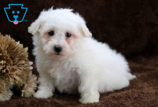 Fluffy white Bichon Frise puppy sitting on a soft brown blanket, with a curly coat, dark round eyes, and a black button nose, posed beside a neutral-toned decorative flower for an indoor puppy portrait. image