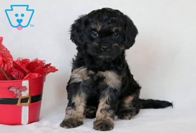 Peace Cavapoo image
