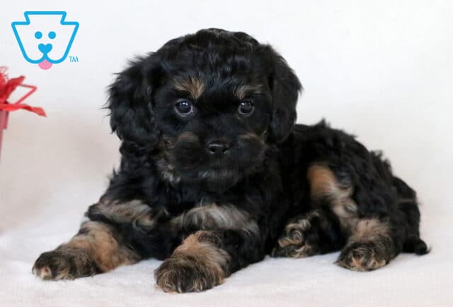 Peace Cavapoo2 image