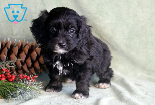 Peace Cockapoo image