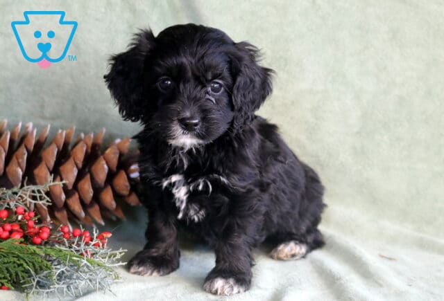 Peace Cockapoo2 image