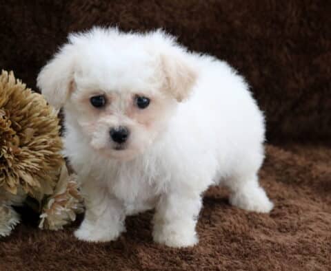 Fluffy white Bichon Frise puppy standing on a soft brown blanket beside neutral floral décor, featuring a curly white coat, round dark eyes, and a small black nose in a cozy indoor studio portrait.