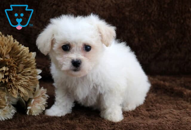 Fluffy white Bichon Frise puppy sitting on a soft brown blanket next to neutral floral décor, showcasing a curly white coat, round dark eyes, and a small black nose in a cozy indoor studio setting. image