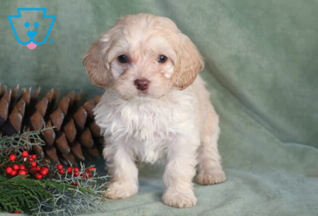 Peach Cockapoo image