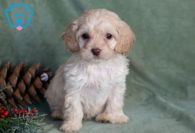 Peach Cockapoo2 image