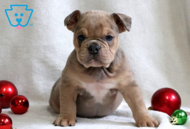 Peach English Bulldog image