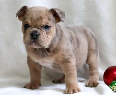 Peach English Bulldog2