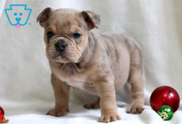 Peach English Bulldog2 image
