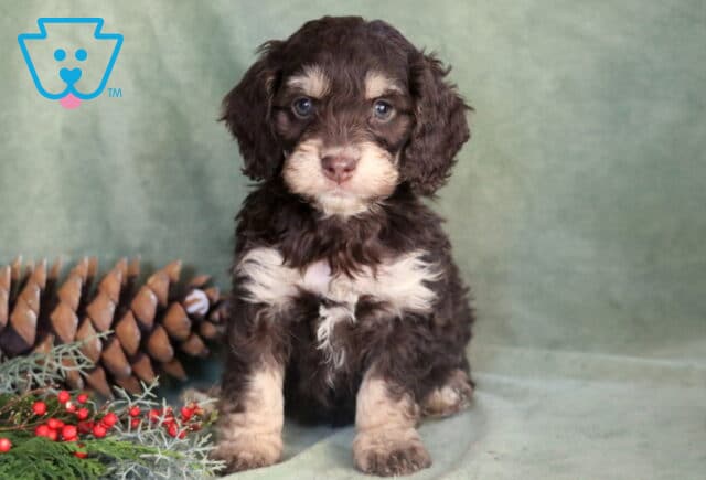 Peanut COckapoo2 image