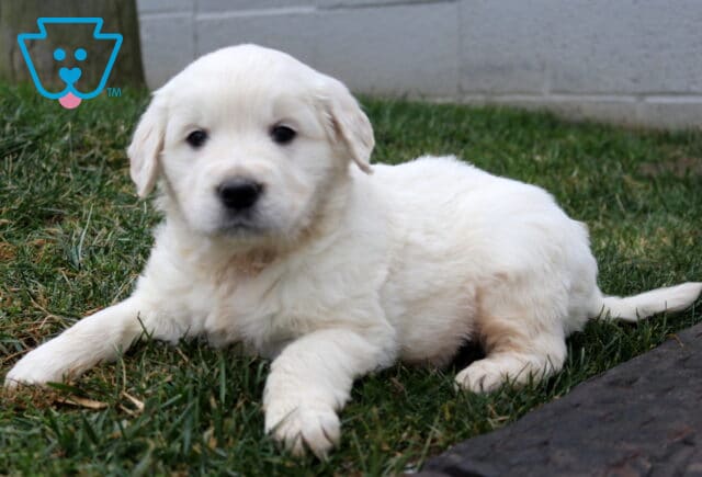 PeeWee Golden2 image