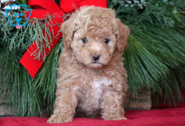 Penelope Bichpoo image