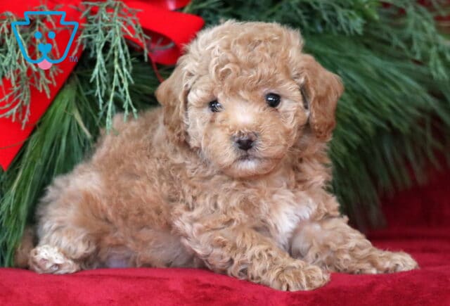 Penelope Bichpoo2 image