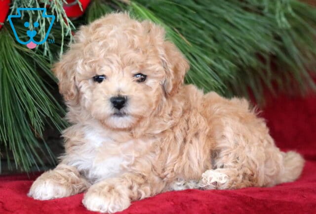 Penny Bichpoo2 image