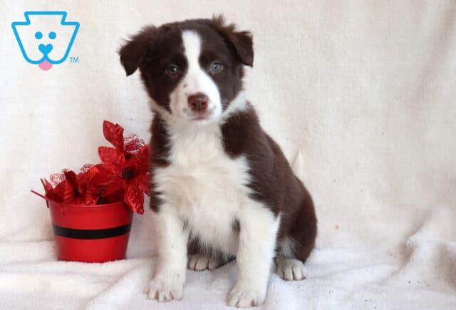 Border Collie mix puppy with a brown and white coat and bright blue eyes, sitting upright on a white blanket beside a red flower pot and looking directly at the camera.I’m image