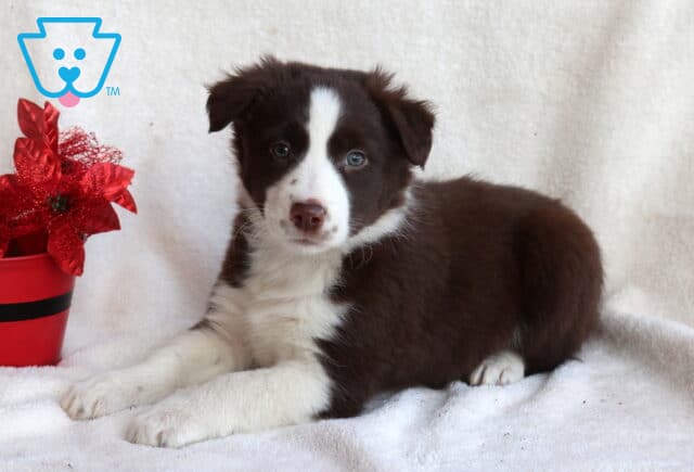 Border Collie mix puppy with a rich brown and white coat and striking blue eyes, lying on a white blanket beside a red flower pot and looking calmly at the camera. image