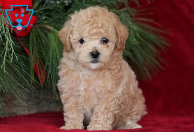 Pepper Bichpoo image