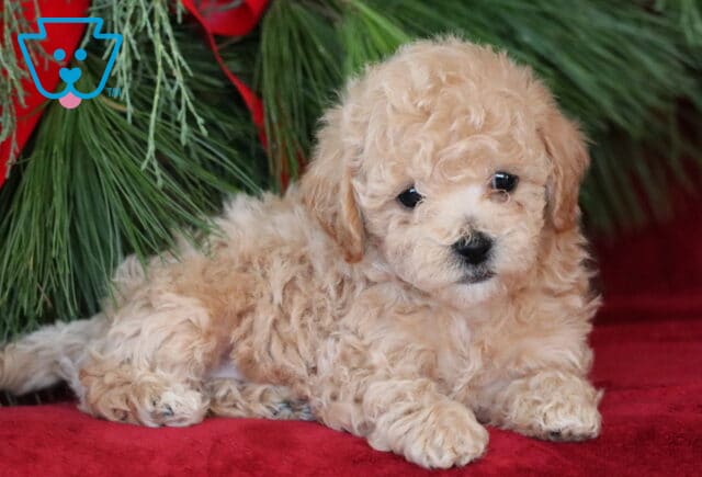 Pepper Bichpoo2 image