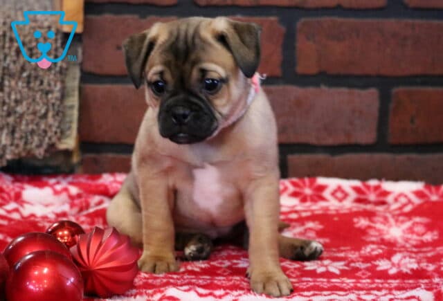 Peppermint Jug image