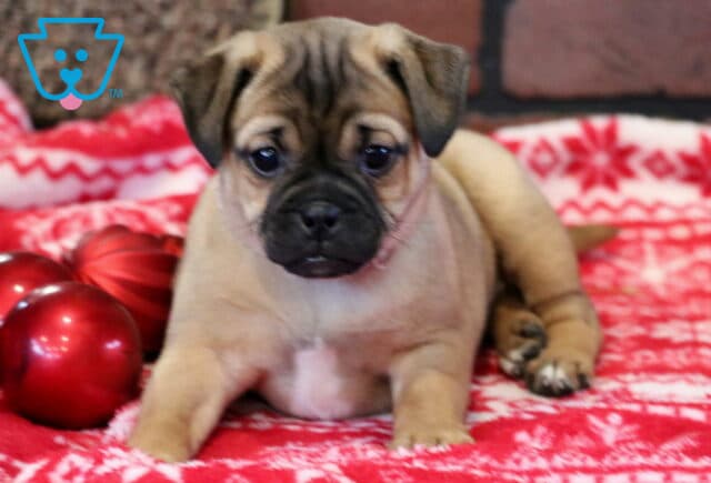 Peppermint Jug2 image