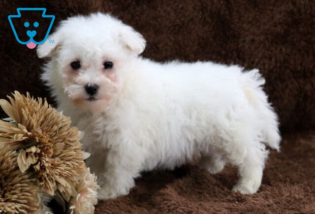 White Bichon Frise puppy standing on a soft brown plush blanket, showing a fluffy curly coat, dark round eyes, and a small black nose, posed indoors beside a decorative dried flower arrangement. image
