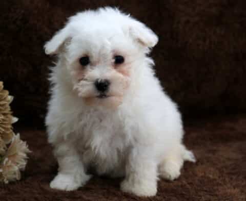 White Bichon Frise puppy sitting on a soft brown plush blanket, featuring a fluffy curly coat, dark expressive eyes, and a small black nose, photographed indoors next to a decorative dried flower arrangement.
