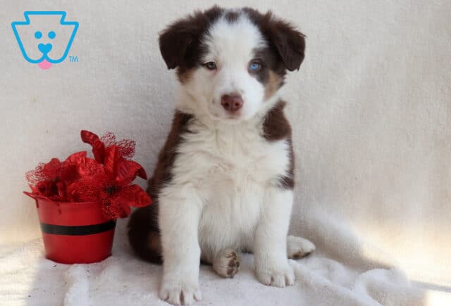 Petey Border Collie MIx image