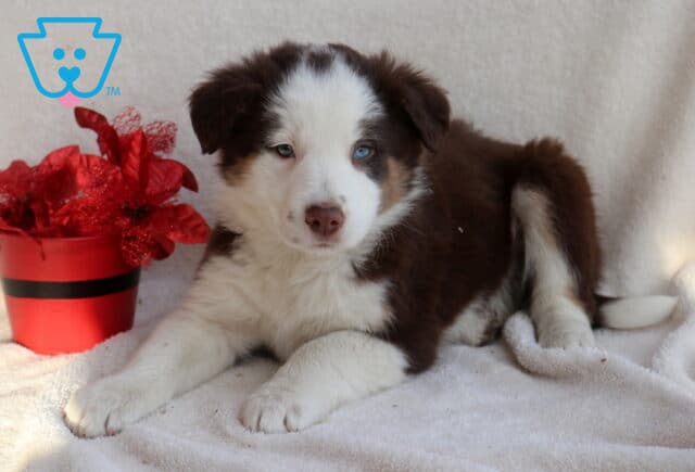 Petey Border Collie MIx2 image