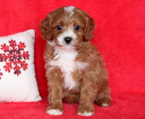 Petey Cavapoo