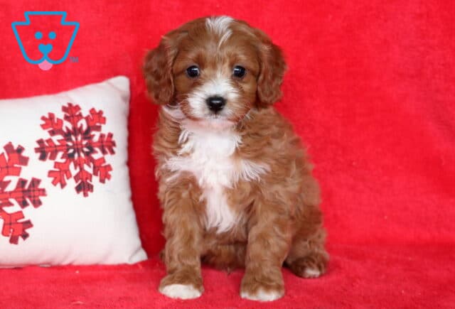 Petey Cavapoo image
