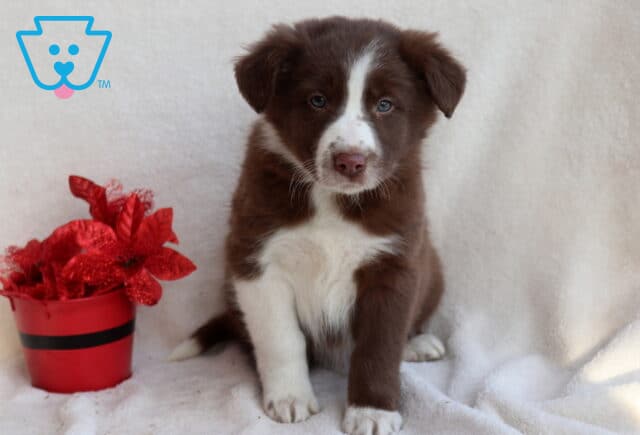 Border Collie mix puppy sitting on a soft white blanket beside a red flower pot, showing a rich brown-and-white coat, soft blue eyes, and an alert, sweet expression. image