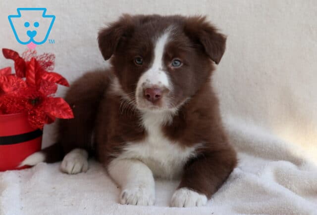 Border Collie mix puppy lying on a soft white blanket next to a red flower pot, featuring a fluffy brown-and-white coat, bright blue eyes, and a calm, curious expression. image