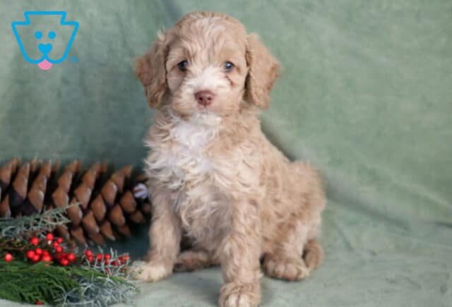 Phoenix Cockapoo image