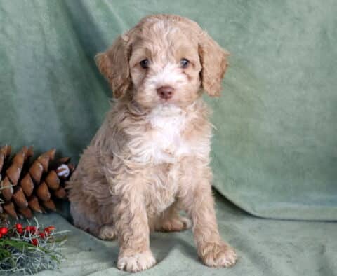 Phoenix Cockapoo2