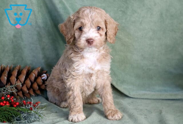 Phoenix Cockapoo2 image