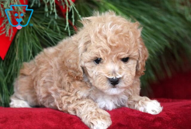 Piggy Bichpoo2 image