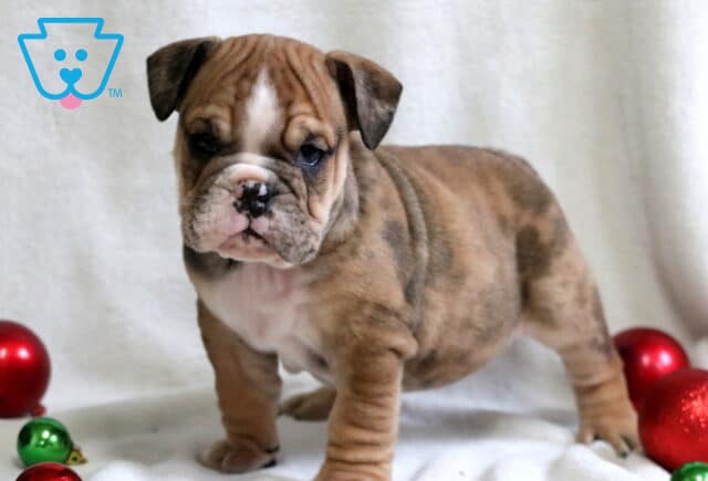 Pillsberry English Bulldog image