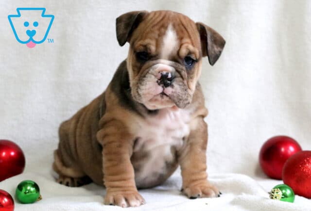 Pillsberry English Bulldog2 image