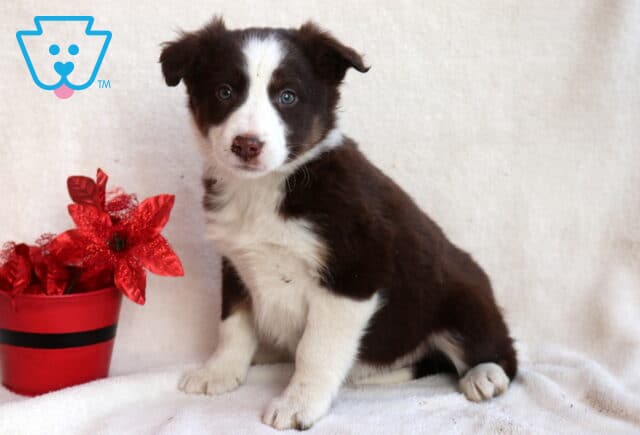 Border Collie mix puppy sitting on a white blanket with a dark brown and white coat, white blaze on the face, bright blue eyes, and floppy ears, posed beside a red flower pot. image