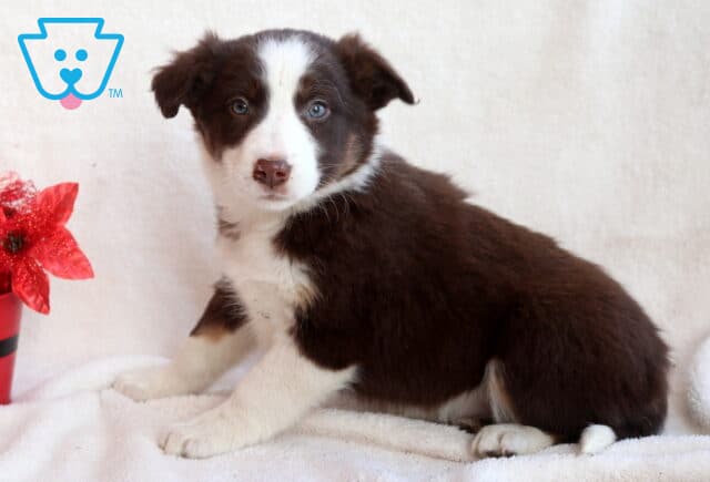 Border Collie mix puppy with a rich brown and white coat and striking blue eyes, sitting sideways on a white blanket and looking toward the camera, with a red flower pot nearby. image