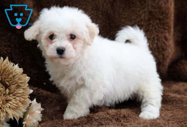 Fluffy white Bichon Frise puppy standing on a brown blanket, with a curly coat, dark round eyes, and a curled tail, photographed indoors in a cozy setting. image
