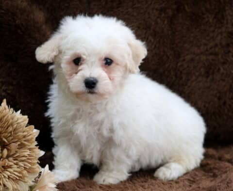 White Bichon Frise puppy sitting on a brown plush blanket, featuring a fluffy curly coat, dark expressive eyes, and a small black nose, posed indoors beside a decorative dried flower arrangement.